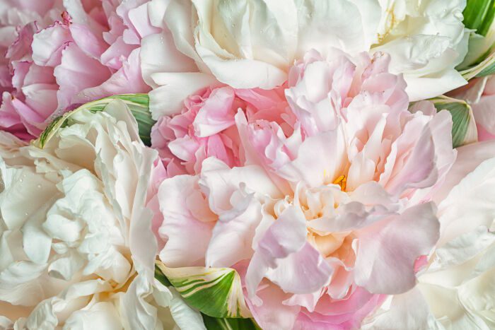 Peony-1.jpeg